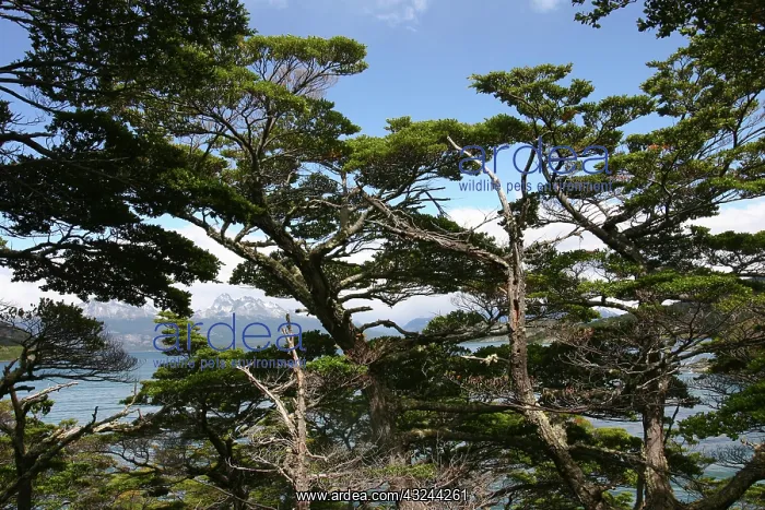 : Argentina, Tierra del Fuego National Park : Argentina, Tierra del Fuego National Park
