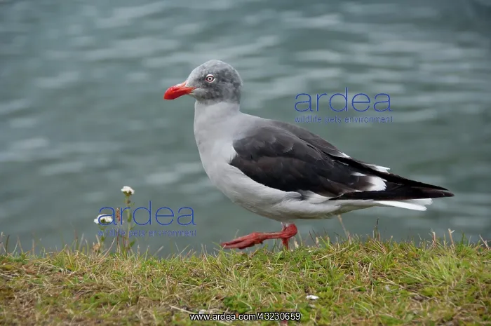 : Argentina, Ushuaia. Immature Dolphin gull : Argentina, Ushuaia. Immature Dolphin gull