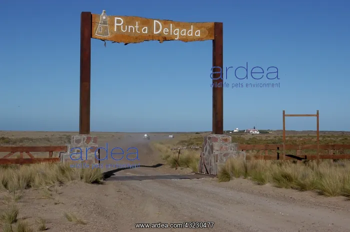 : Argentina, Valdes Peninsula, Patagonia : Argentina, Valdes Peninsula, Patagonia
