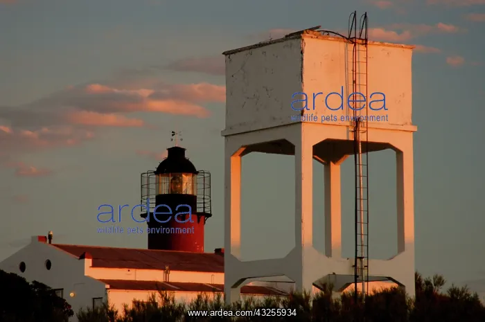 : Argentina, Valdes Peninsula, Patagonia : Argentina, Valdes Peninsula, Patagonia