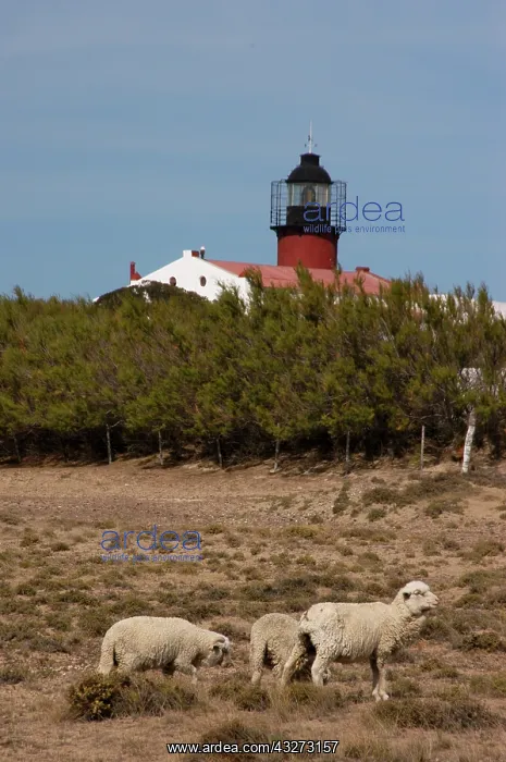 : Argentina, Valdes Peninsula, Patagonia : Argentina, Valdes Peninsula, Patagonia
