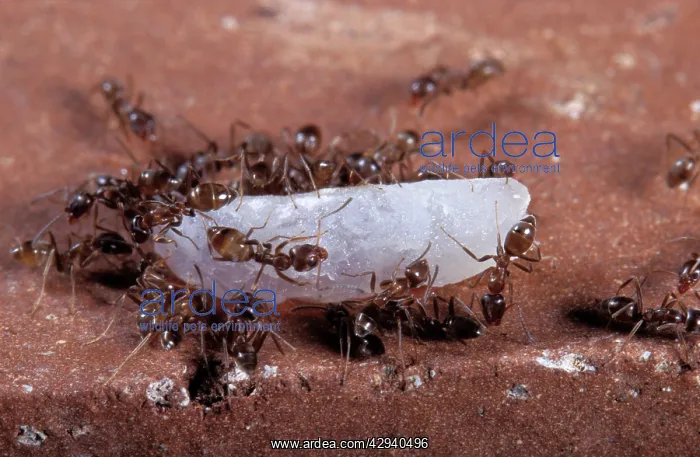 : Argentine Ants - on rice grain : Argentine Ants - on rice grain