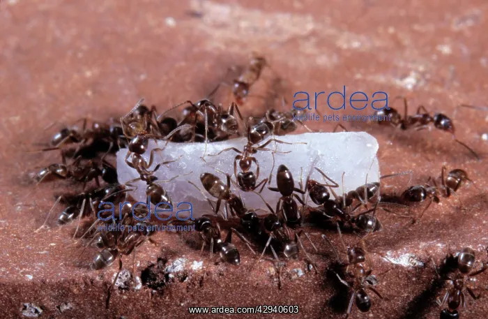: Argentine Ants - on a rice grain : Argentine Ants - on a rice grain