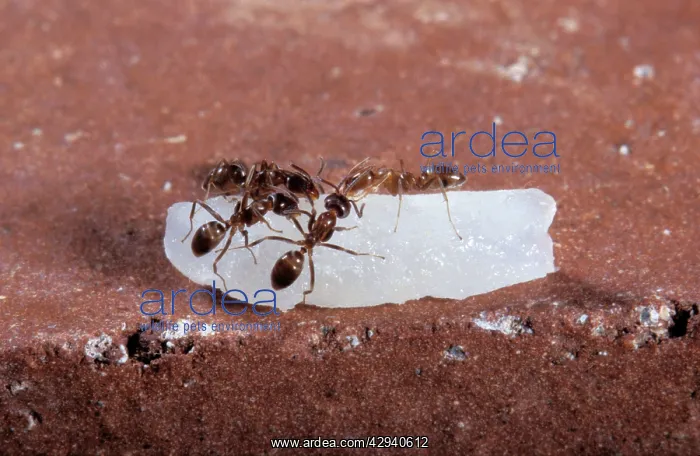 : Argentine Ants - on a rice grain : Argentine Ants - on a rice grain