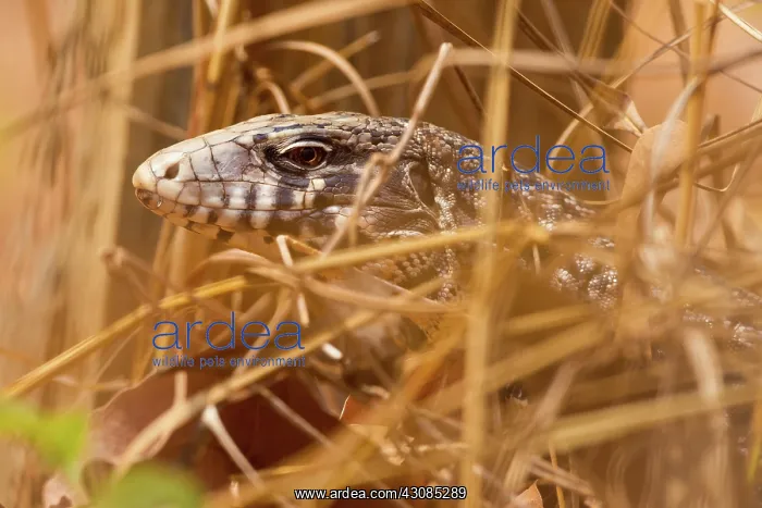 : Argentine Black and White Tegu : Argentine Black and White Tegu