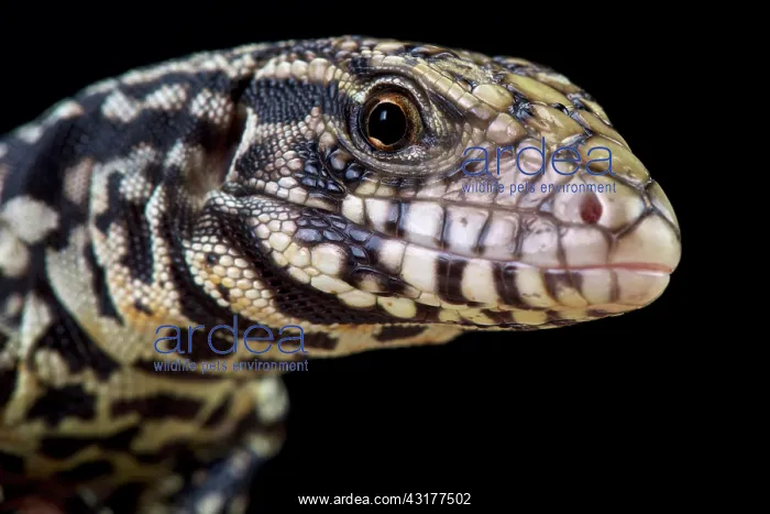 : Argentine black and white tegu (Salvator merianae) : Argentine black and white tegu (Salvator merianae)
