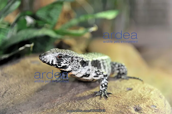 : Argentine Black and White Tegu (Tupinambis merianae) : Argentine Black and White Tegu (Tupinambis merianae)