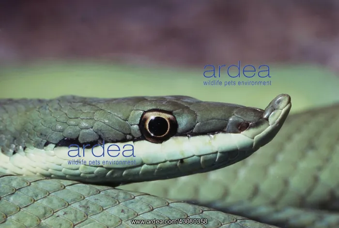 : Argentine Green Snake : Argentine Green Snake