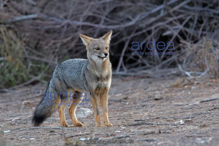 : Argentine grey fox : Argentine grey fox