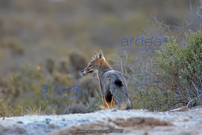 : Argentine grey fox : Argentine grey fox