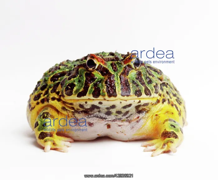  : Argentine Horned Frog