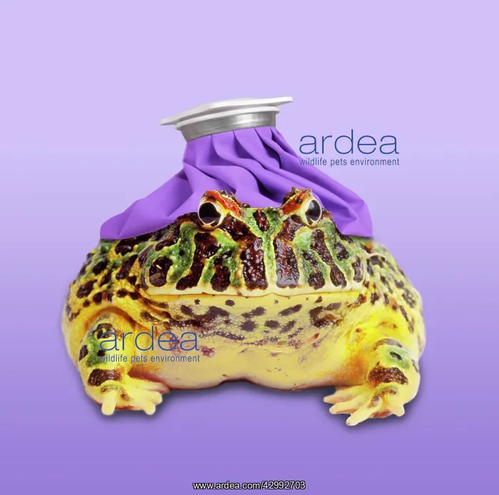 : Argentine Horned Frog : Argentine Horned Frog