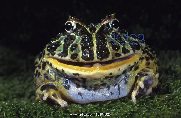 : Argentine Horned Frog : Argentine Horned Frog