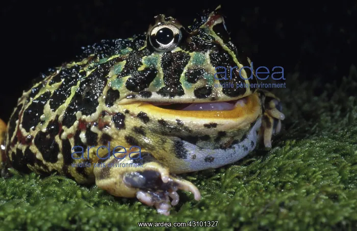: Argentine Horned Frog : Argentine Horned Frog