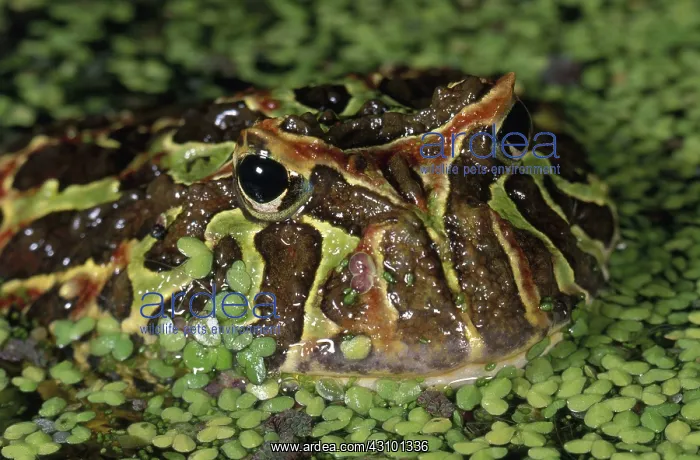 : Argentine Horned Frog : Argentine Horned Frog