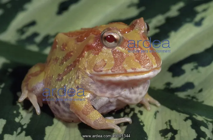 : Argentine Horned Frog : Argentine Horned Frog