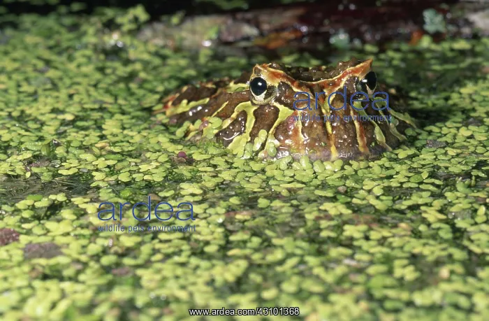 : Argentine Horned Frog : Argentine Horned Frog