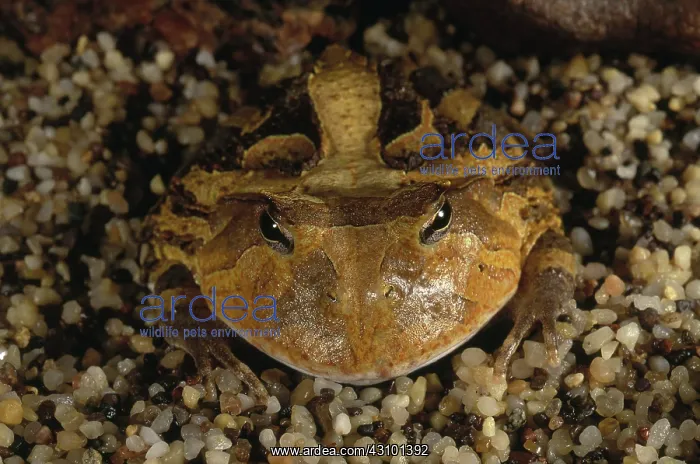 : Argentine Horned Frog : Argentine Horned Frog