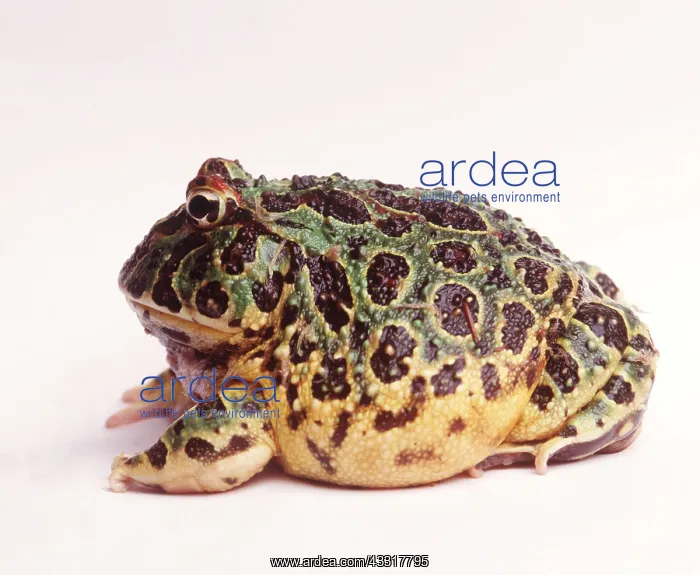: ARGENTINE HORNED FROG - SIDE : ARGENTINE HORNED FROG - SIDE