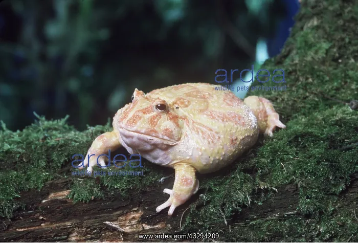 : ARGENTINE HORNED FROG - PUFFED UP : ARGENTINE HORNED FROG - PUFFED UP