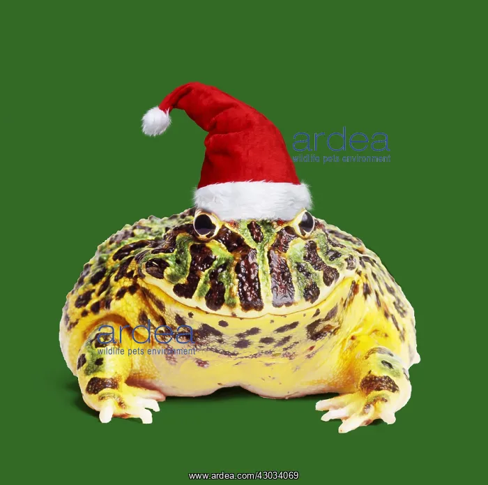  : Argentine Horned Frog wearing Christmas hat