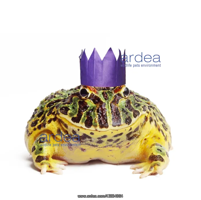 : Argentine Horned Frog wearing Christmas party hat : Argentine Horned Frog wearing Christmas party hat