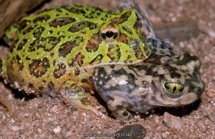 : Argentine Horned FROG / Wide-mouthed Frog / Ornate : Argentine Horned FROG / Wide-mouthed Frog / Ornate