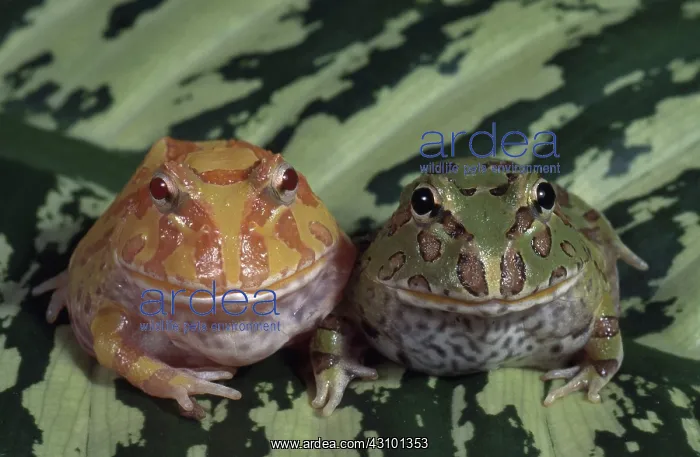 : Argentine Horned Frogs : Argentine Horned Frogs