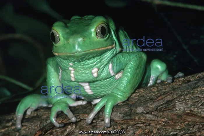: Argentine Leaf Frog : Argentine Leaf Frog