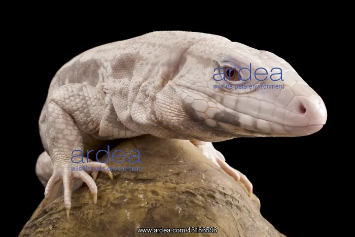 : Argentine Tegu (Salvator merianae) albino, captivity : Argentine Tegu (Salvator merianae) albino, captivity