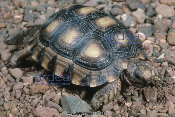 : Argentine Tortoise : Argentine Tortoise
