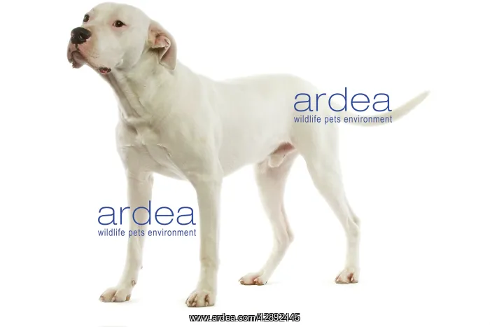 : Argentinian Mastiff / Dogo Argentino : Argentinian Mastiff / Dogo Argentino