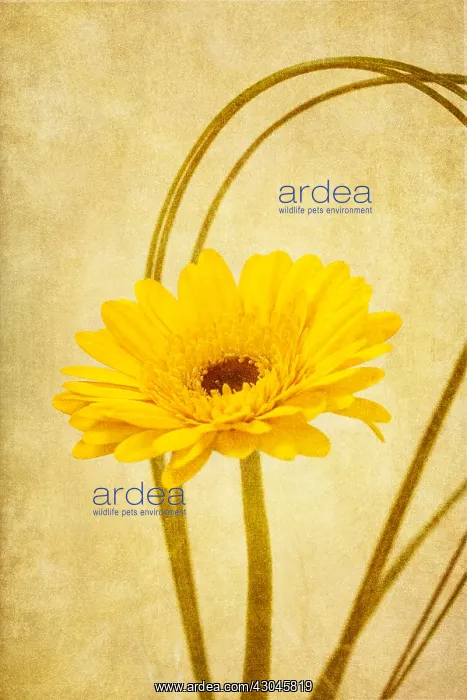 : Argeranthumum Flower - Textured Image : Argeranthumum Flower - Textured Image