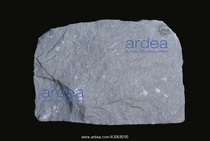 : Argillaceous Sandstone : Argillaceous Sandstone
