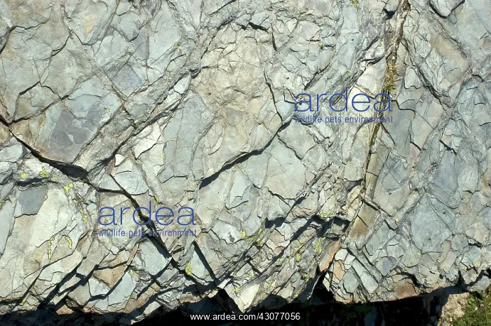 : Argillite. Surface fracture pattern of thinly laminated argillite : Argillite. Surface fracture pattern of thinly laminated argillite