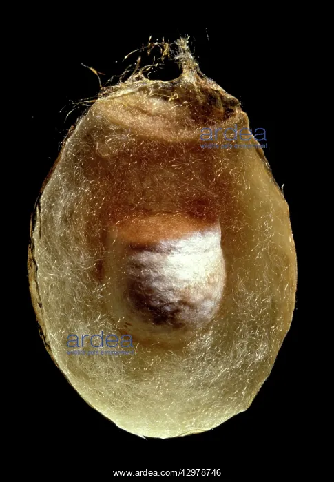 : Argiopa - Cocoon : Argiopa - Cocoon