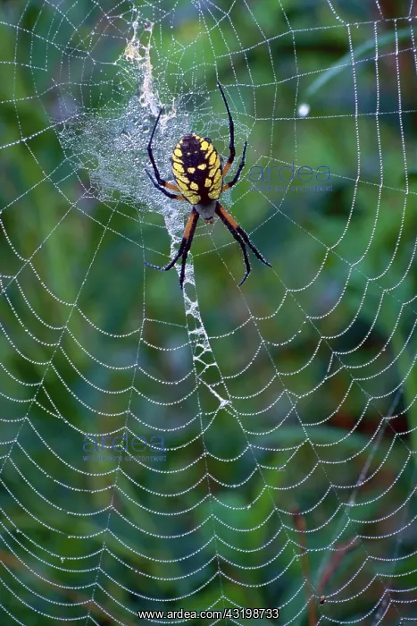 : Argiope spider : Argiope spider