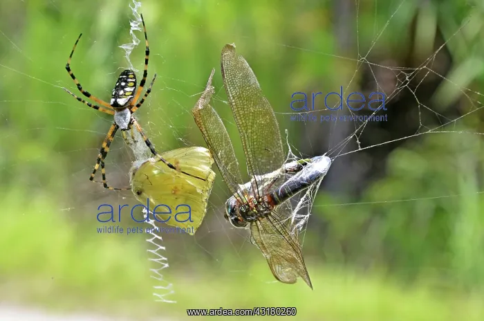 : Argiope Spider with prey : Argiope Spider with prey