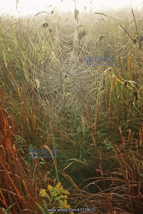 : Argiope Spider in Web : Argiope Spider in Web