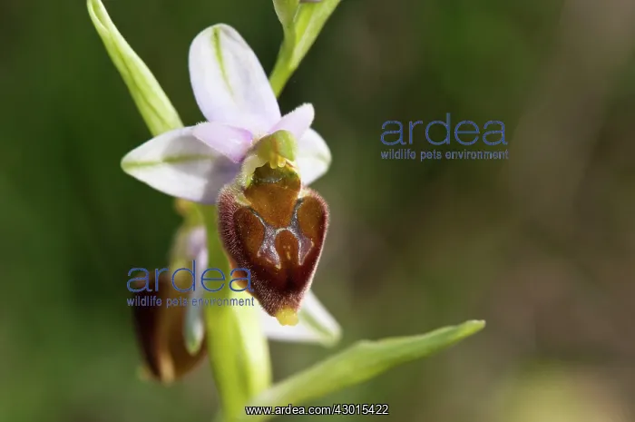 : Argolis Bee-orchid close-up of a single flower : Argolis Bee-orchid close-up of a single flower