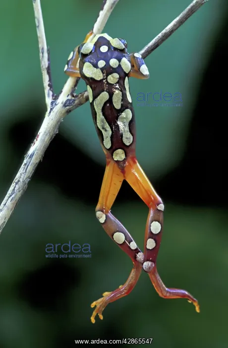 : Argus Reed Frog / African Reed Frog : Argus Reed Frog / African Reed Frog