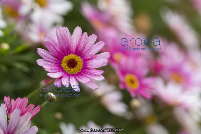 : Argyranthemum Flowers; Isles of Scilly; UK : Argyranthemum Flowers; Isles of Scilly; UK