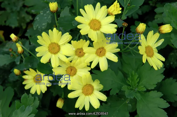 : Argyranthemum maderense - February. Small, slender : Argyranthemum maderense - February. Small, slender