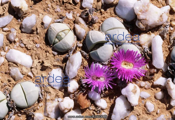 : ARGYRODERMA delaetii - Purple : ARGYRODERMA delaetii - Purple