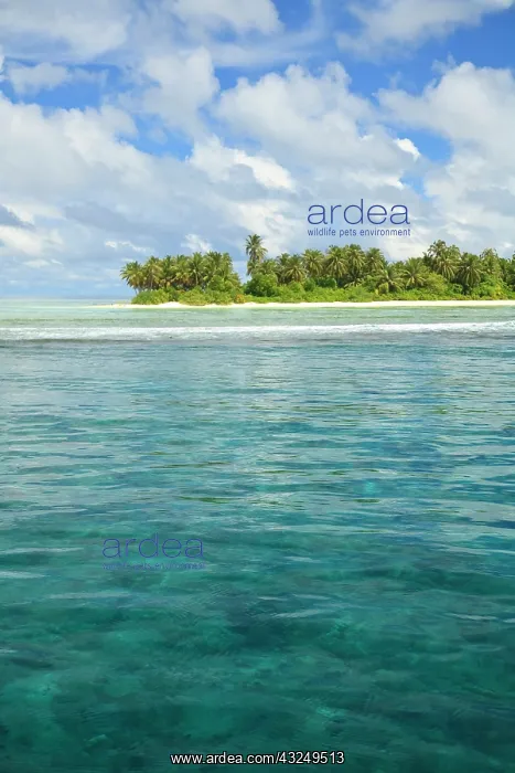 : Ari Atoll, The Maildives, Indian Ocean : Ari Atoll, The Maildives, Indian Ocean