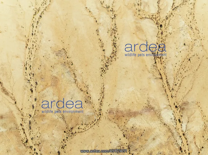 : Arid desert plain and dried-up river beds with sparse vegetation : Arid desert plain and dried-up river beds with sparse vegetation