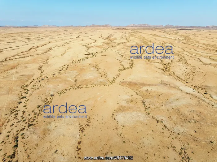 : Arid desert plain and dried-up river beds with sparse vegetation : Arid desert plain and dried-up river beds with sparse vegetation