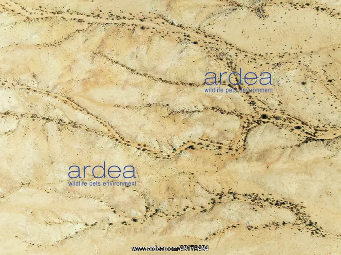 : Arid desert plain and dried-up river beds with sparse vegetation : Arid desert plain and dried-up river beds with sparse vegetation