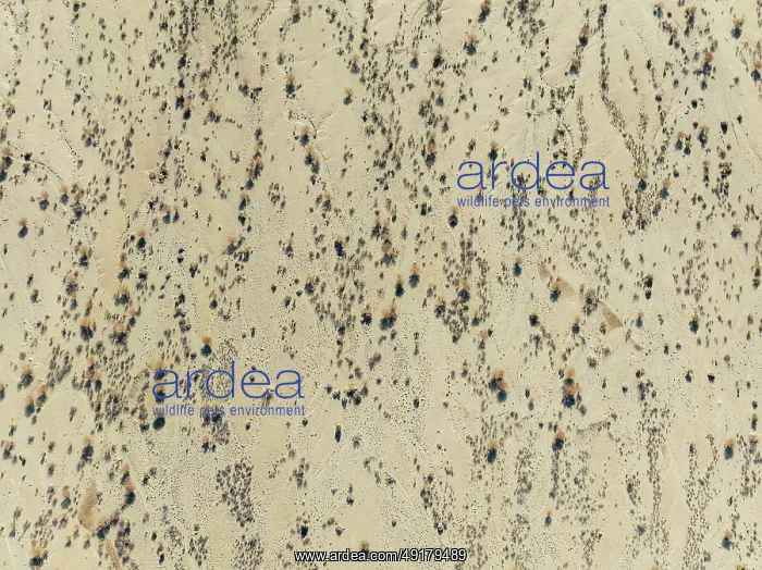 : Arid desert plain and dried-up riverbeds with sparse vegetation : Arid desert plain and dried-up riverbeds with sparse vegetation