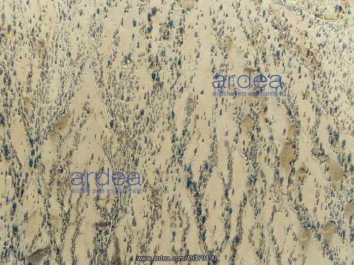 : Arid desert plain and dried-up riverbeds with sparse vegetation : Arid desert plain and dried-up riverbeds with sparse vegetation